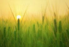 Durum Days
