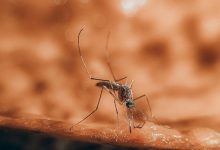 Dengue