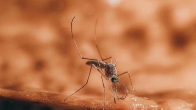 focolaio dengue a Fano