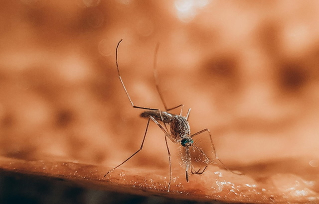 focolaio dengue a Fano