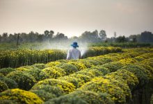 Acqua e agricoltura