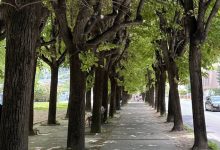Isole di calore urbane