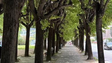 Isole di calore urbane