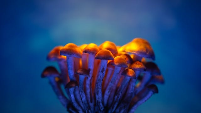 psilocibina