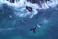 strikers e helpers orca