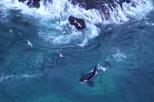 strikers e helpers orca