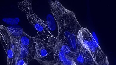 scoperto nuovo gene