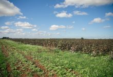 Apulia Regenerative Cotton Project