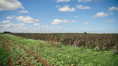Apulia Regenerative Cotton Project
