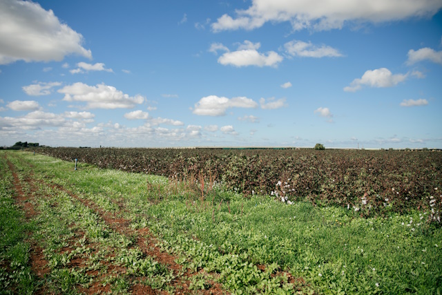 Apulia Regenerative Cotton Project