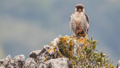 falco biodiversit&agrave;