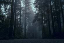 disturbi sulle foreste europee