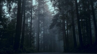 disturbi sulle foreste europee