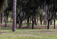 Bilancio Arboreo Roma 2021-2025