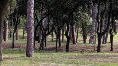 Bilancio Arboreo Roma 2021-2025