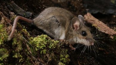 Hantavirus