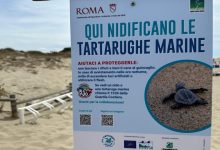 Giornata mondiale delle tartarughe marine Ostia