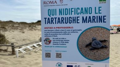 Giornata mondiale delle tartarughe marine Ostia