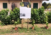 vigneto di Sant'Alessio
