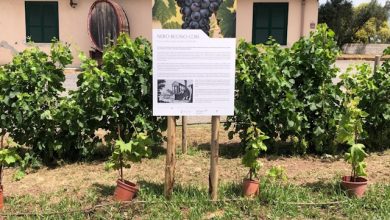 vigneto di Sant'Alessio