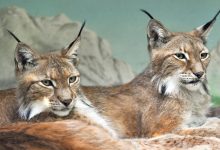 Linci euroasiatiche Bioparco di Roma