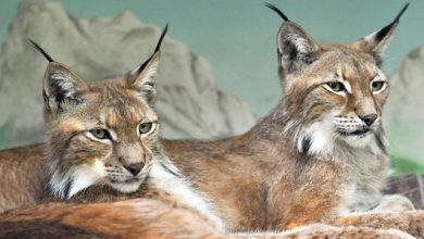Linci euroasiatiche Bioparco di Roma