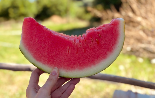 guida alimentare estate