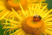 EurBee 11