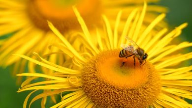 EurBee 11