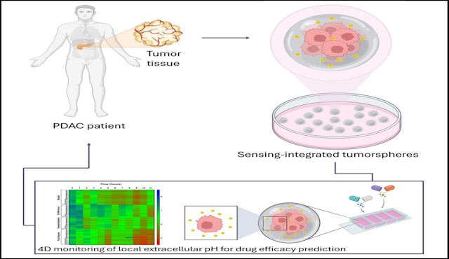 studio processo tumore del pancreas