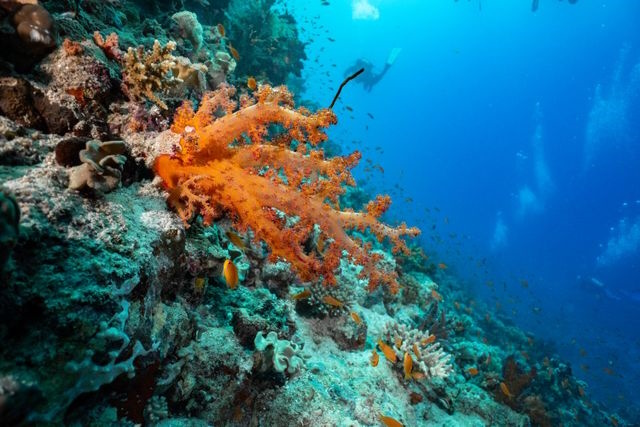 ecosistemi marini